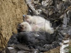 Филин_пуховики